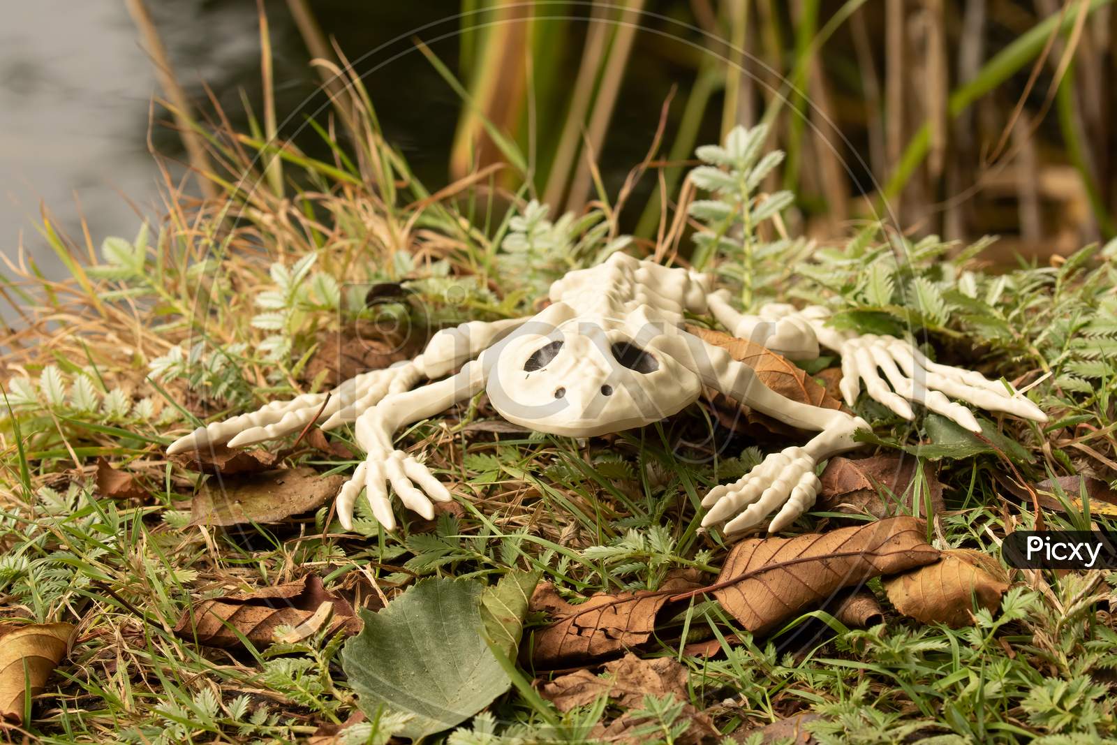 Spooky Toad Skeletion From Autumn Lake. Concept For Halloween Fun.