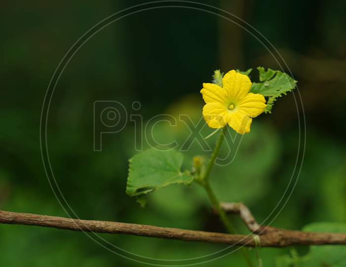 green leaves background and yellow  flower