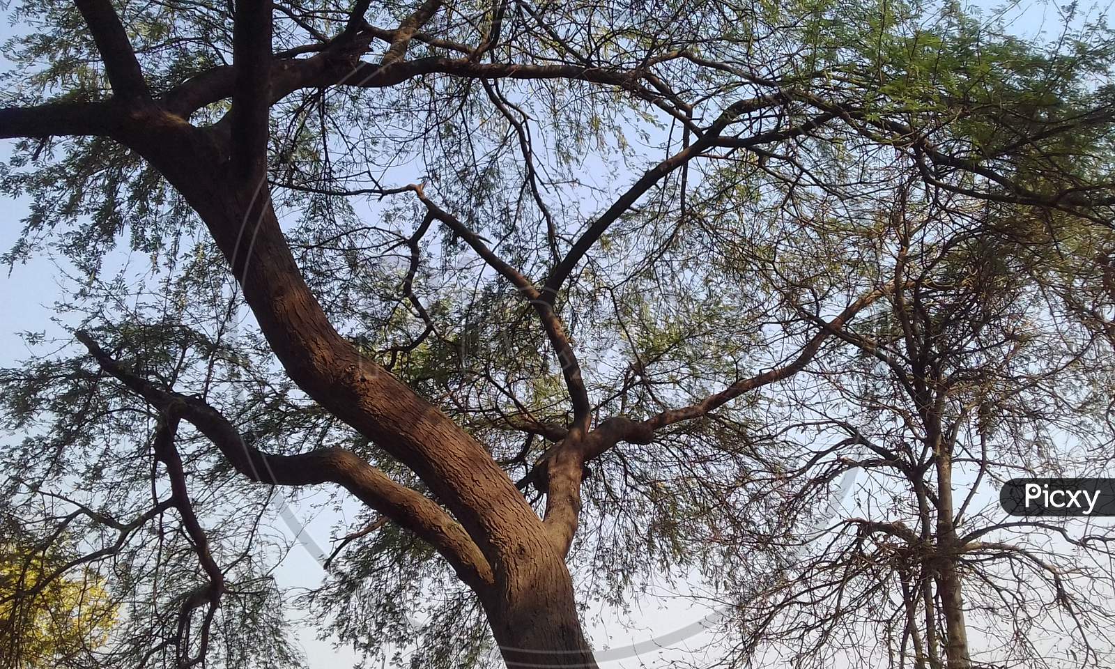 Indian Babool tree ( Vachellia nilotica)