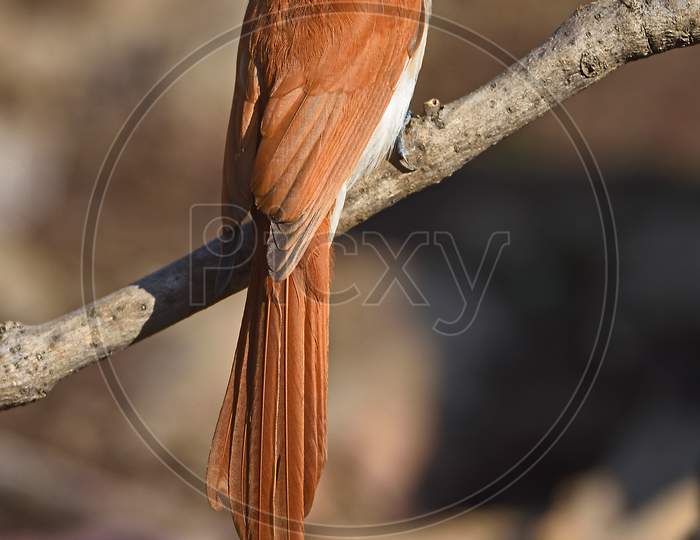 Asian Paradise Flycatcher male