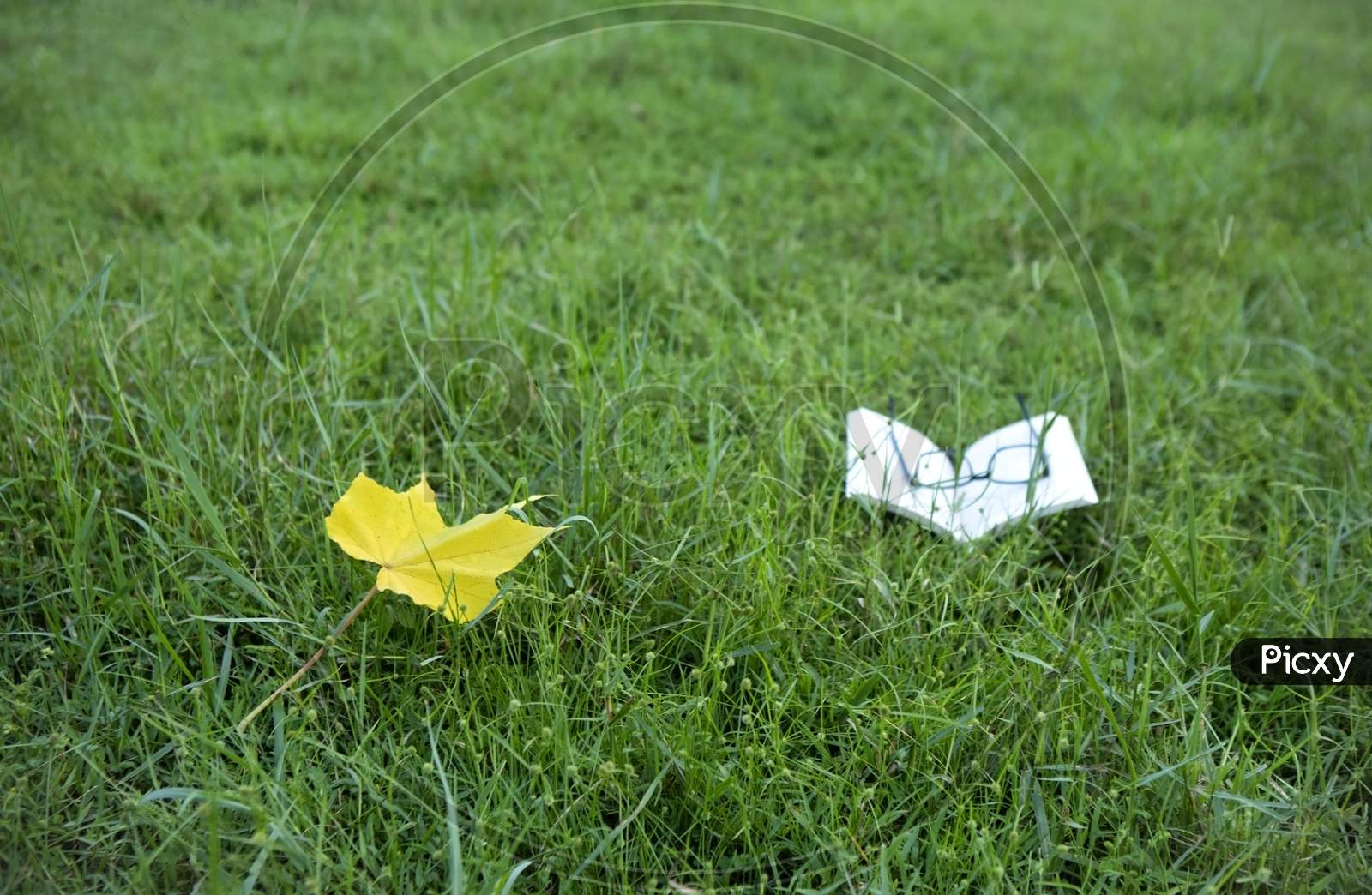 A Yellow Leaf And A Open Story Book With A Spectacle On It On Green Grass Bed In A Park