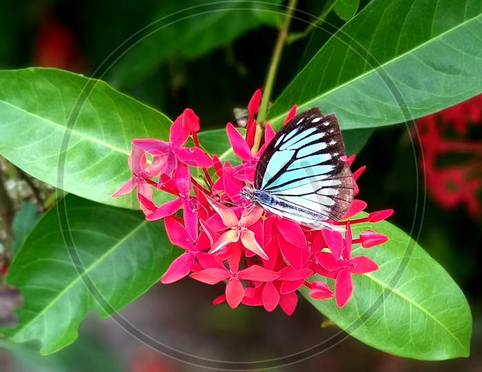 Blue butterfly on flower