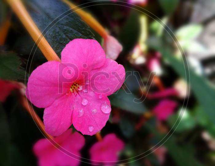 Portrait Impatiens Walleriana Flower Background For Social Media Posts, Ads And Many More For Digital Work Purposes