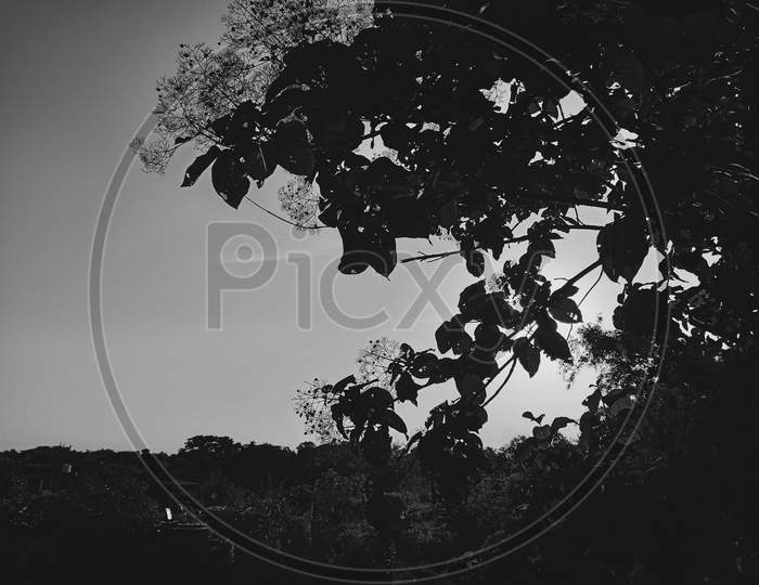 Black and white photography