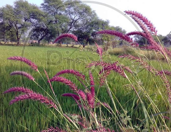 red grass in the field of paddy