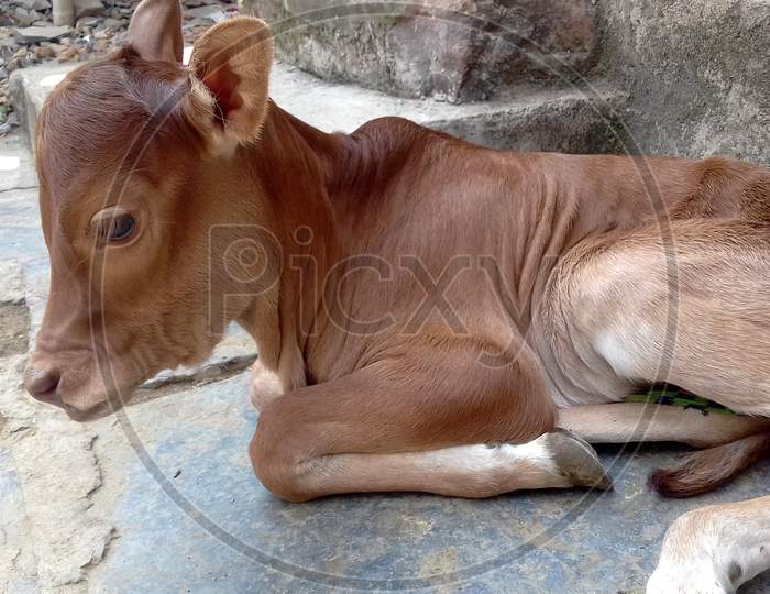 calf of Indian cow