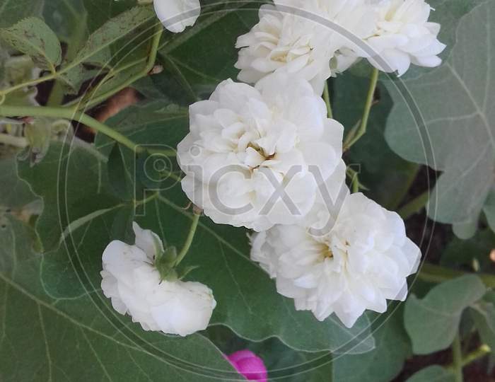 indian flowers of rose
