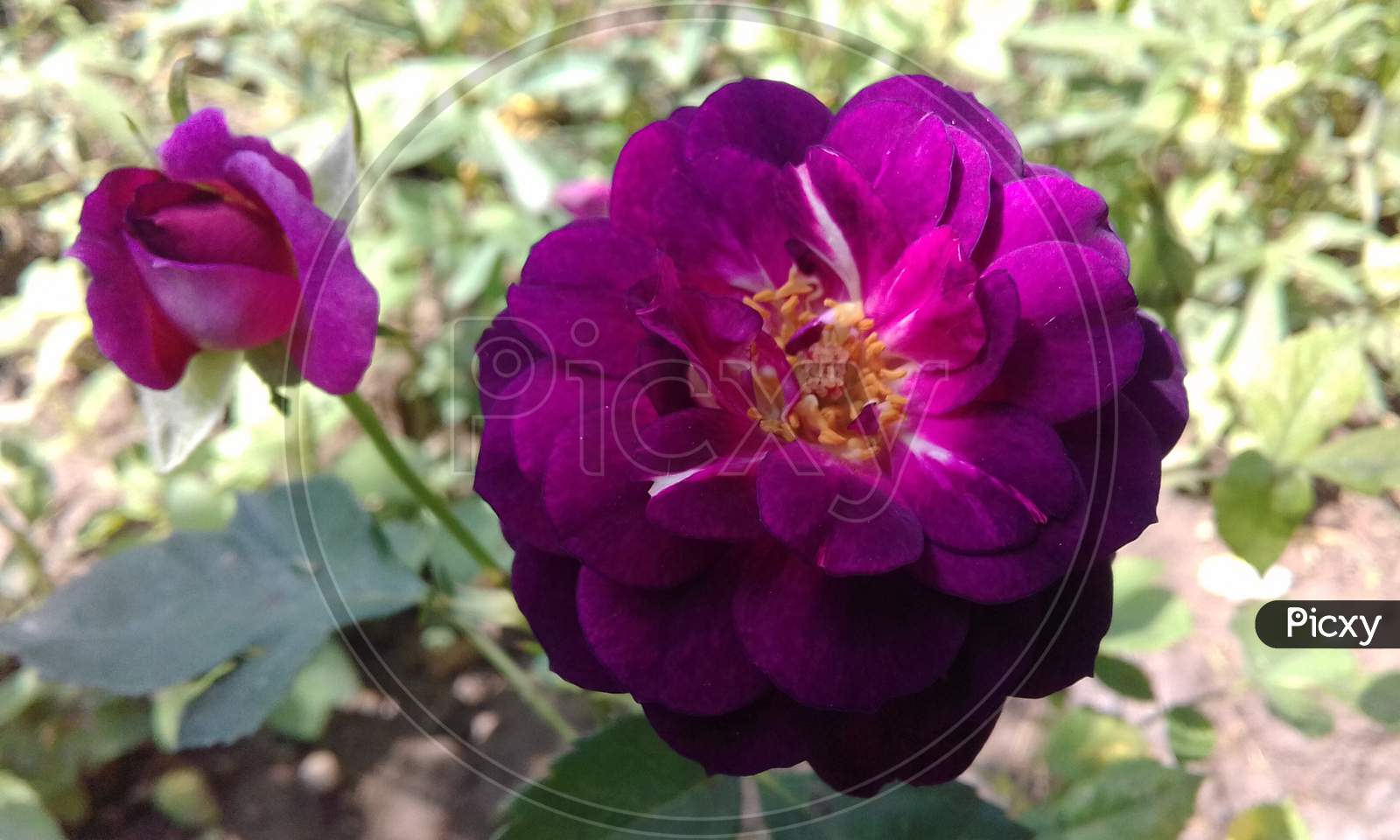 blackish purple rose flower