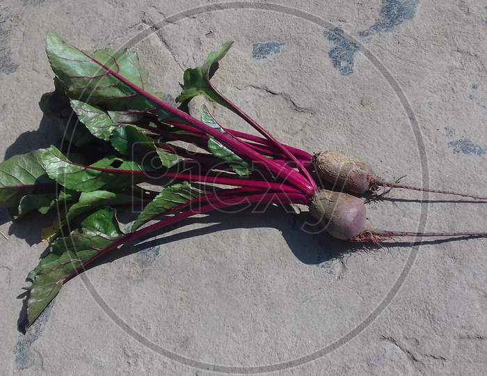 beetroot vegetable with awesome leaves.
