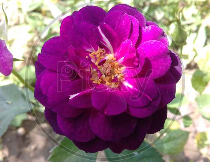 blackish purple rose flower