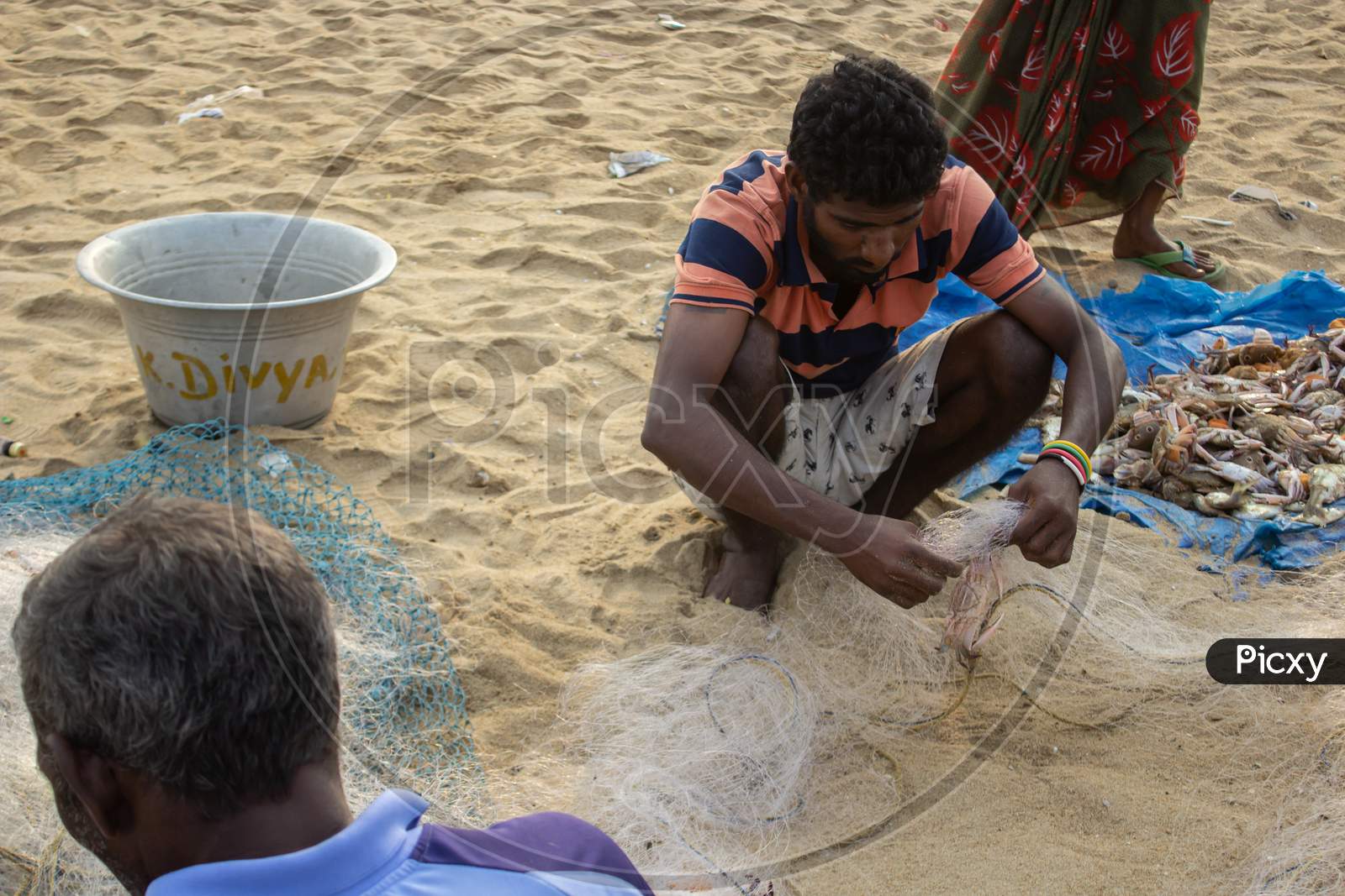 Fishermen Removing Fishes From A Net At Marina Beach In The Morning