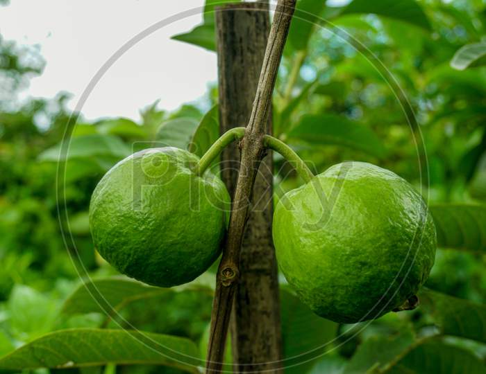 Young Green Guava Fruit Hang On The Guava Tree. Psidium Guajava