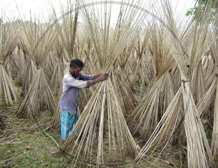 A  Farmer Arranges Jute Sticks To Dry After Extracting Fibers, In A Village In Nagaon District Of Assam On Sept 26,2020.