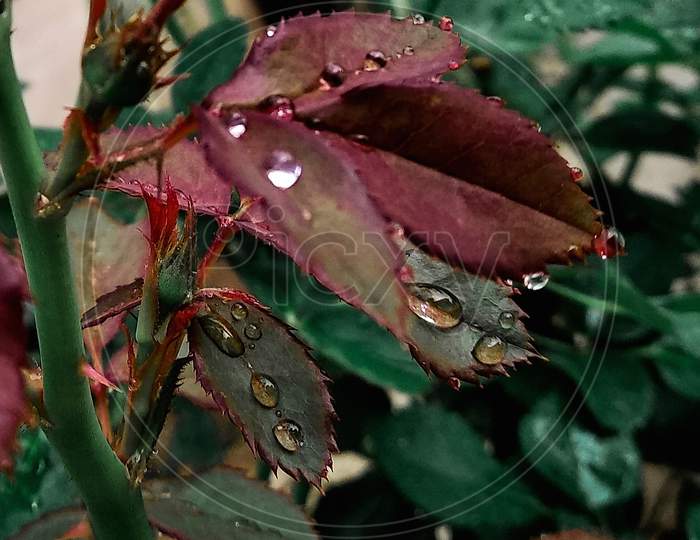 Rain drops are the essence of nature's beautiful greenery