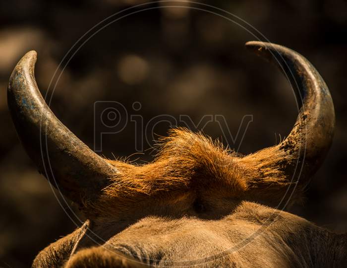 Close Up Of Cow'S Horns Under Sunlight