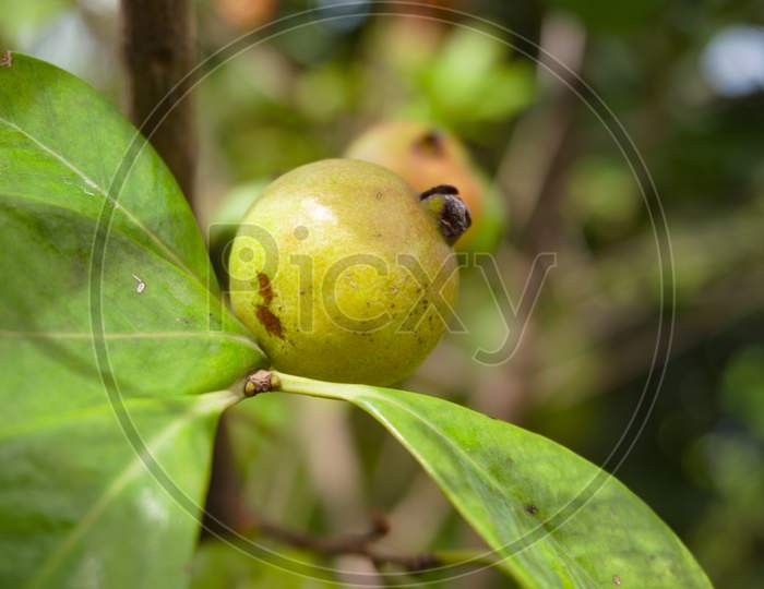 Dumur Or (Dumur In Bangla Ficus Carica) Hairy Fig, Ficus Hispida, Cluster Fig Tree - Flora Of Bangladesh