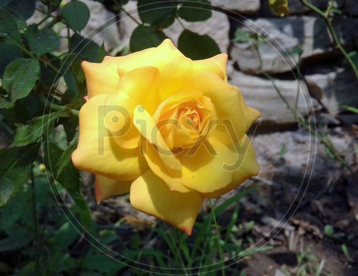 roses of different color(Pink white and yellow)