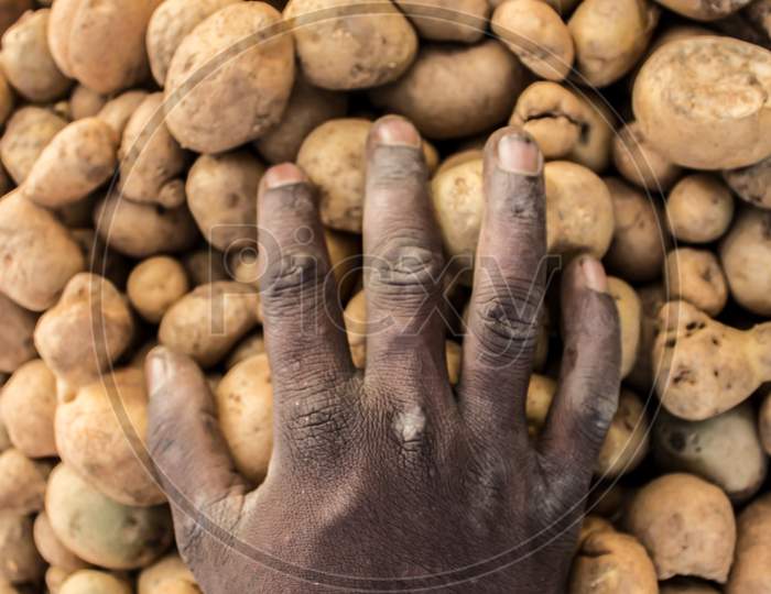 Worker'S Hand Placed On A Pile Of Potatoes