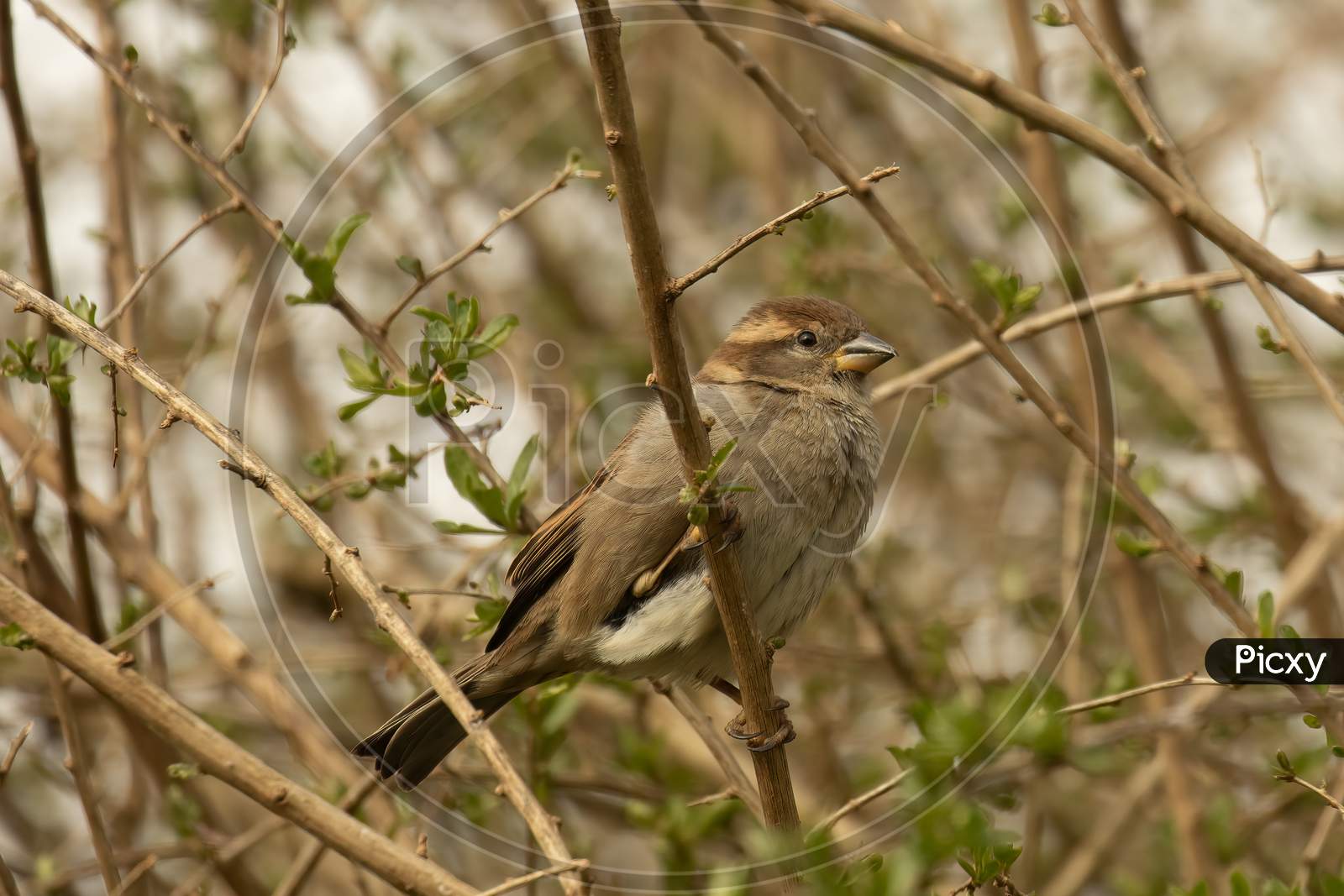 Young Female House Sparrow, Passer Domesticus, Perched Branch,