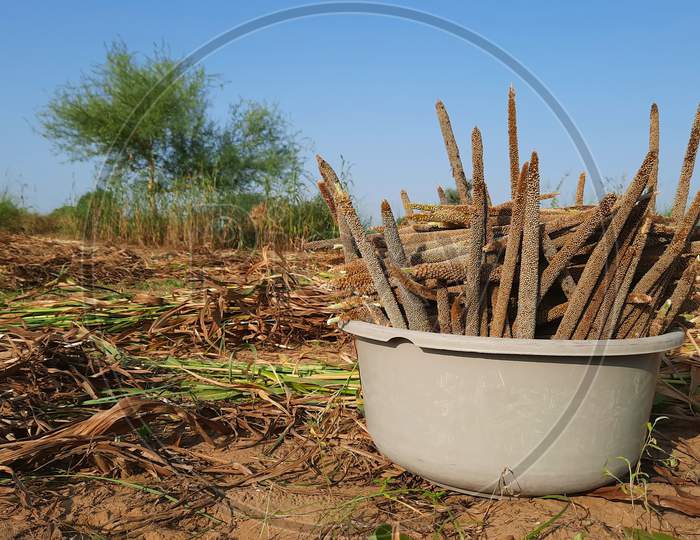 Pile Of Unprocessed Pearl Millet In A Basket In Indian Field While Crop Harvesting