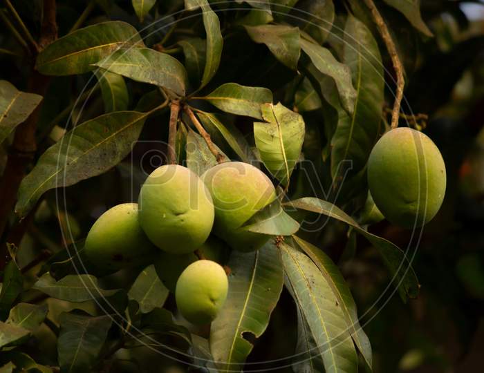 Bunch Of Mangoes Hanging From A Tree