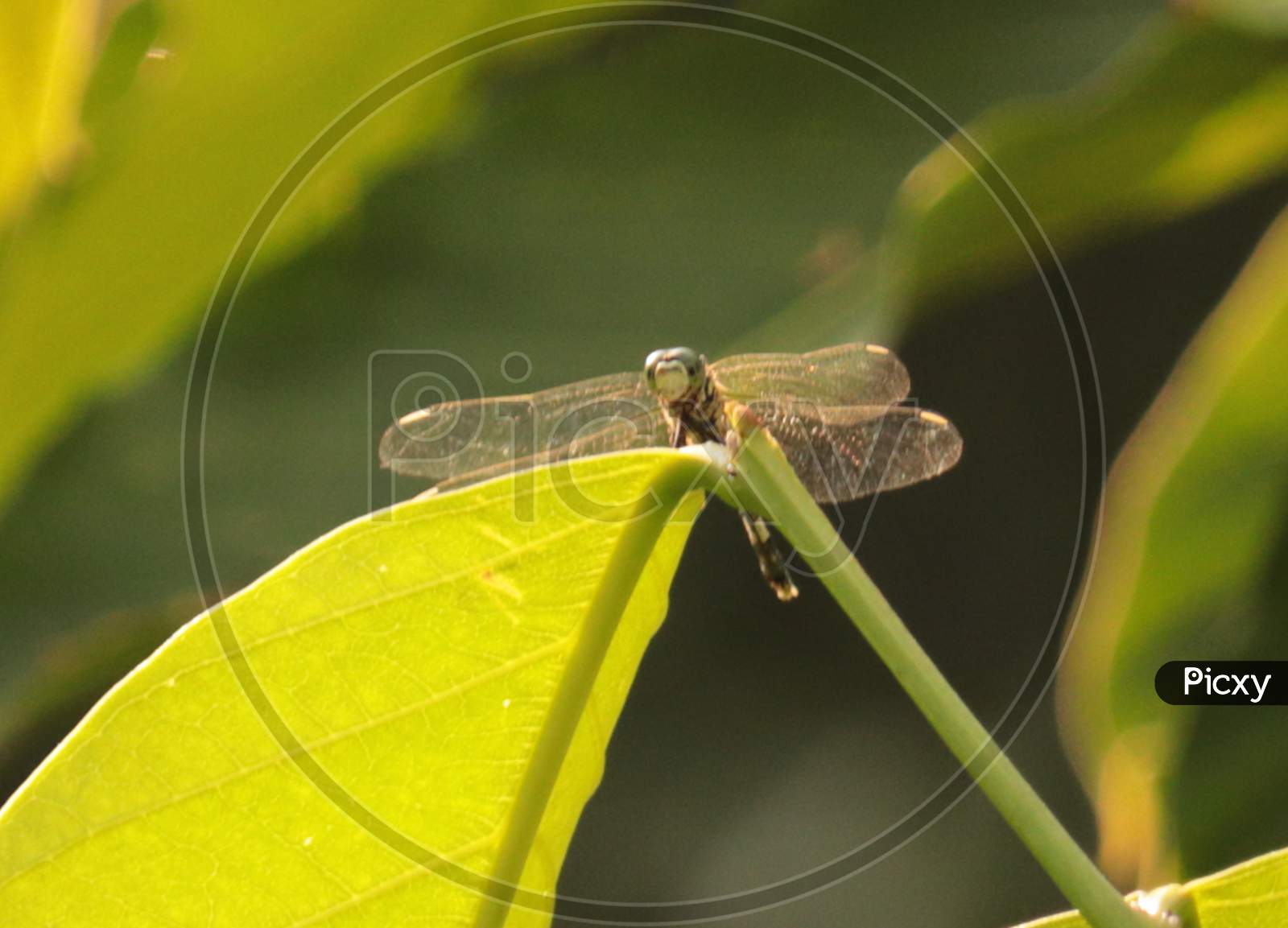 Colorful winged dragon fly on the leaf