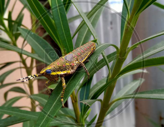 Colourful insect