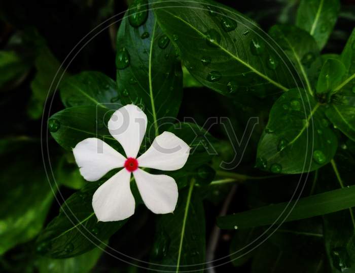 Portrait Image Of Periwinkle White Flower On The Center And The Main Attaction Of Image For Social Media Posts, Ads And Many More For Digital Work Purposes