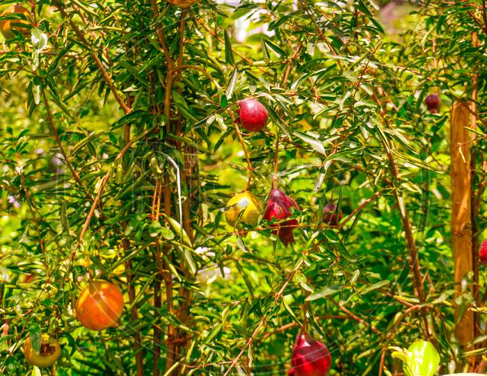 The Red pomegranate (Punica granatum) Growing in Your Garden. Pomegranate is hanging on the tree.
