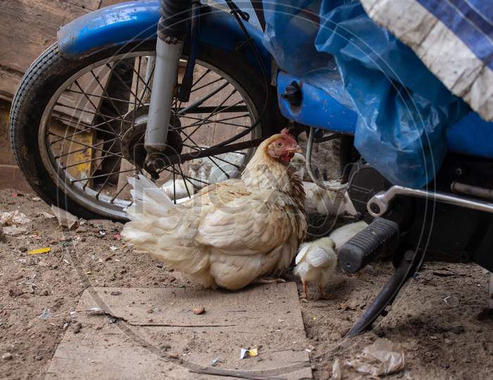 A Hen Sitting Under A Bike On The Street