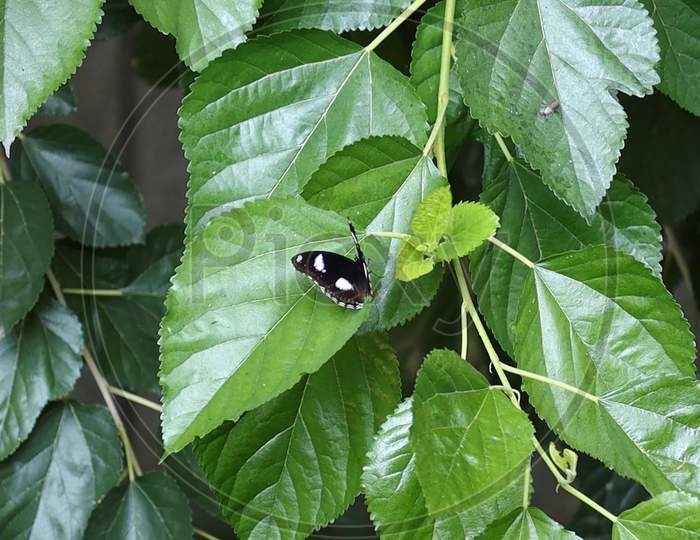 Butterfly on the leaf