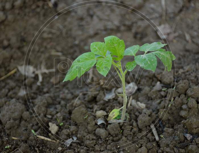 The Small Ripe Green Tomato Plant Seedlings In The Garden.
