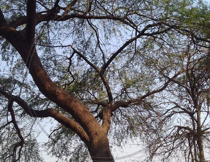 Indian Babool tree ( Vachellia nilotica)