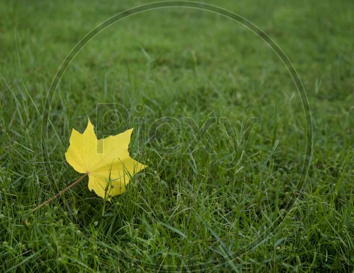 A Yellow Leaf On Green Grass Bed In A Park