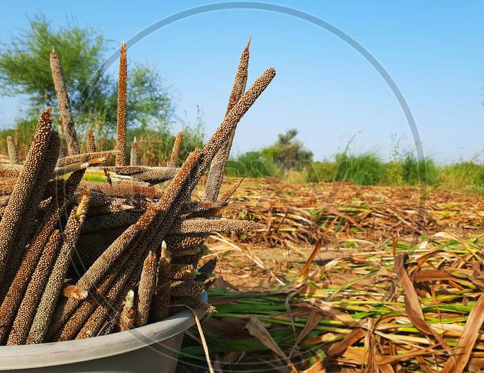 Pile Of Unprocessed Pearl Millet In A Basket In Indian Field While Crop Harvesting