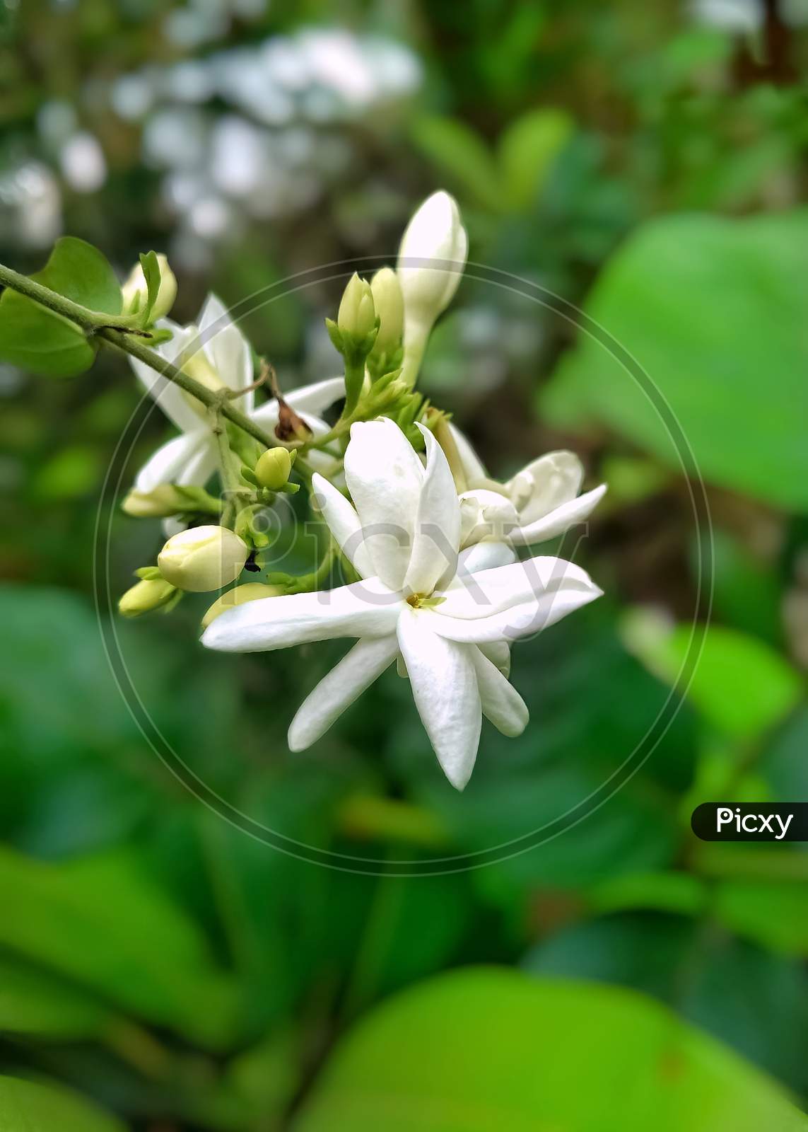 Beautiful white Jasmine flower