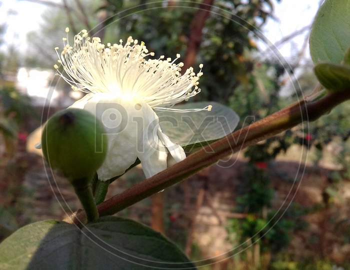 guava fruit flower's HD wallpapers.