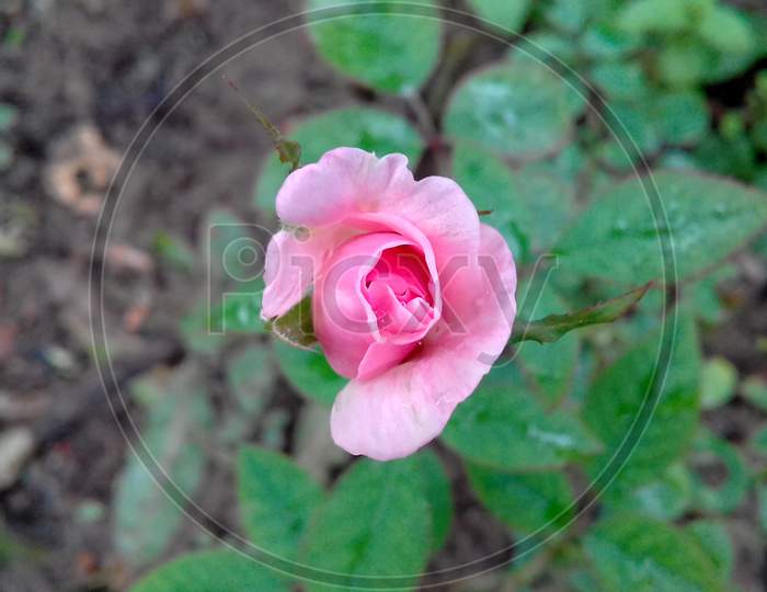pink rose blooming.