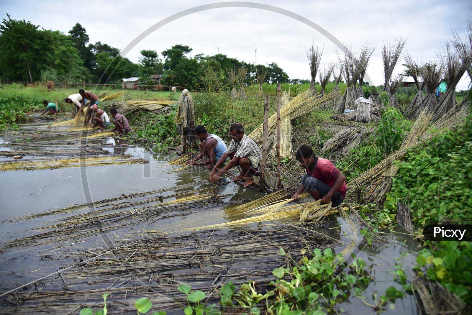 Farmers Extract Jute Fibers Near A Water Body In A Village In Nagaon District Of Assam On Sept 26,2020.