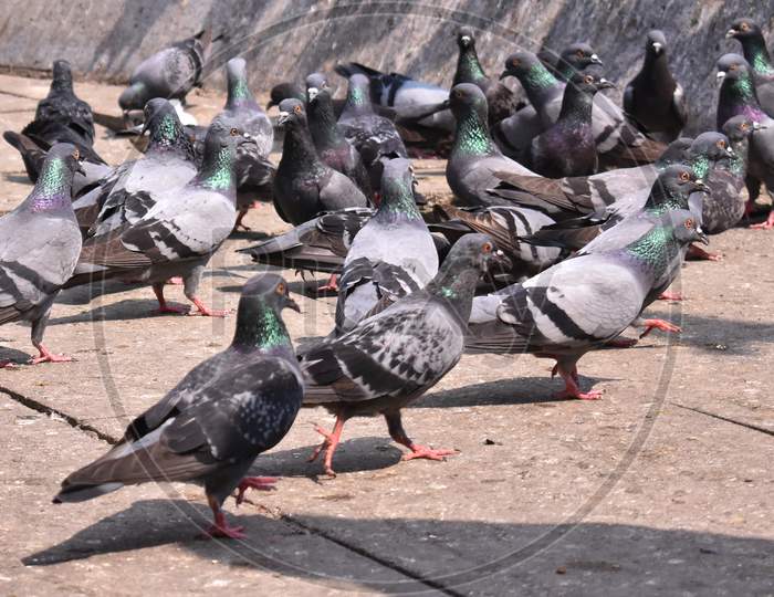 Group Of Pigeon Waiting For Food Near Temple
