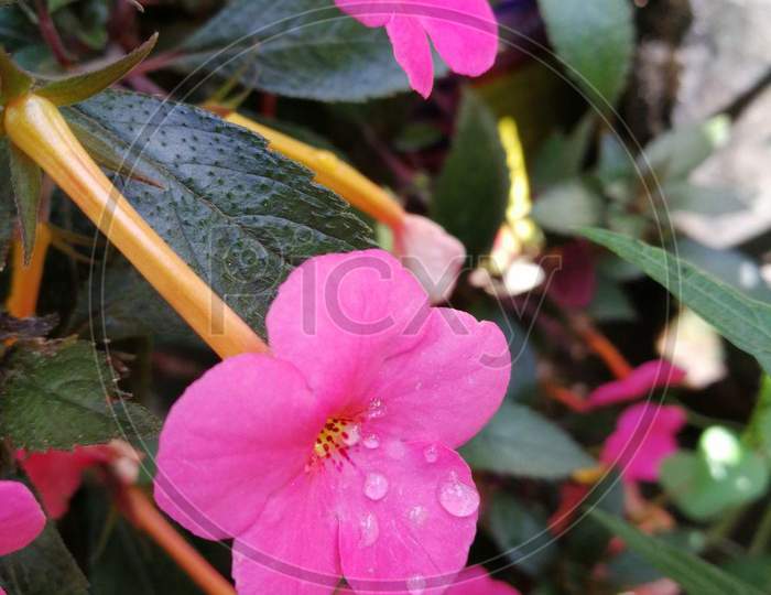 Portrait Impatiens Walleriana Flower Background For Social Media Posts, Ads And Many More For Digital Work Purposes
