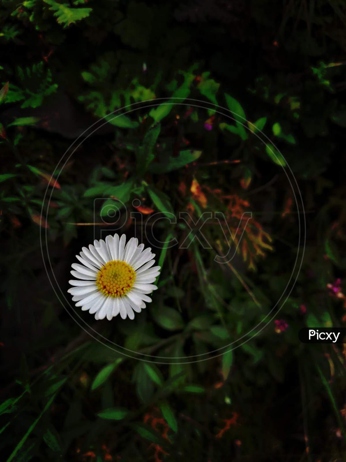 Portrait Image Of Common Daisy On The Centre And The Main Attaction Of Image For Social Media Posts, Ads And Many More For Digital Work Purposes