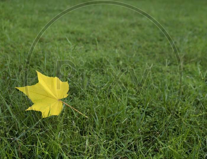 A Yellow Leaf On Green Grass Bed In A Park