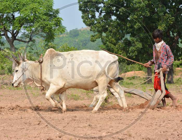 TIKAMGARH, MADHYA PRADESH, INDIA - SEPTEMBER 21, 2020: Unidentified Indian farmer working with bull at his farm, An Indian farming scene.