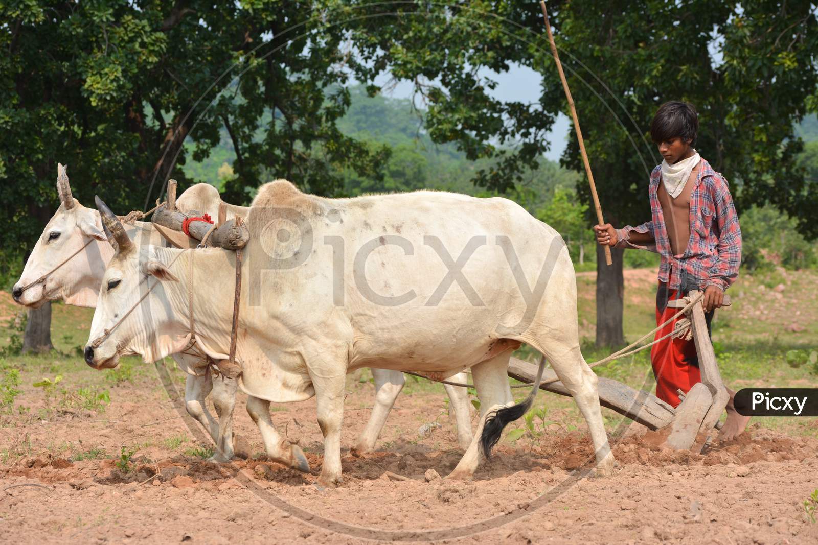 TIKAMGARH, MADHYA PRADESH, INDIA - SEPTEMBER 21, 2020: Unidentified Indian farmer working with bull at his farm, An Indian farming scene.
