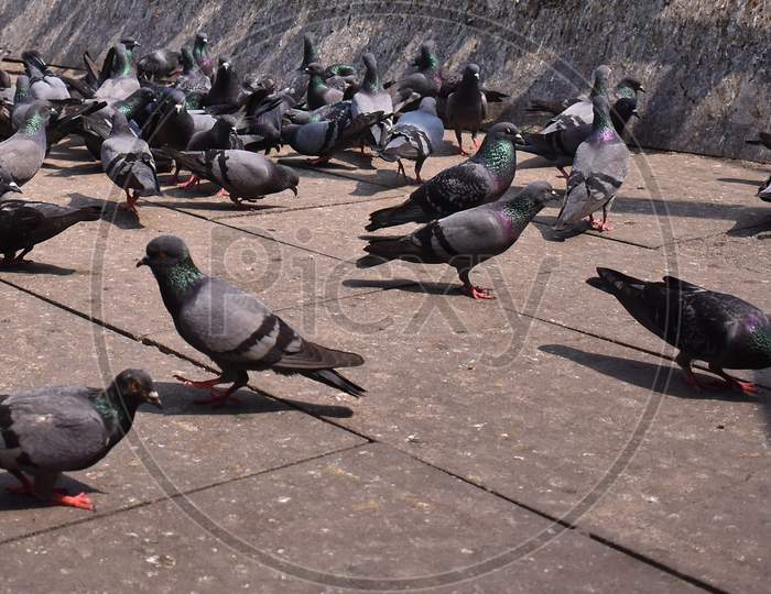 Group Of Pigeon Sitting On The Ground For Food