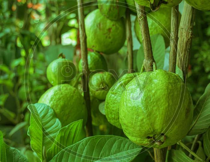 Green Guava Fruit Hanging On Tree In Agriculture Farm Of Bangladesh In Harvesting Season
