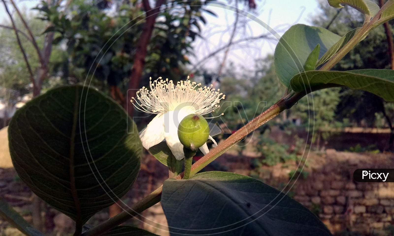 guava fruit flower's HD wallpapers.