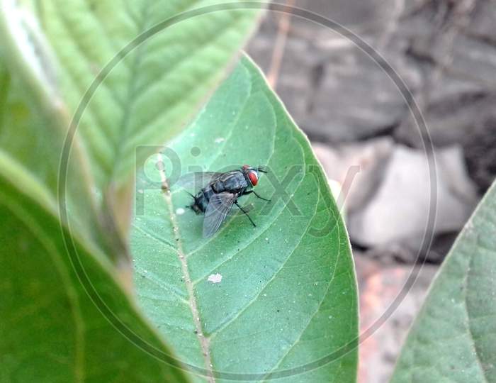 fly sitting on the leaf