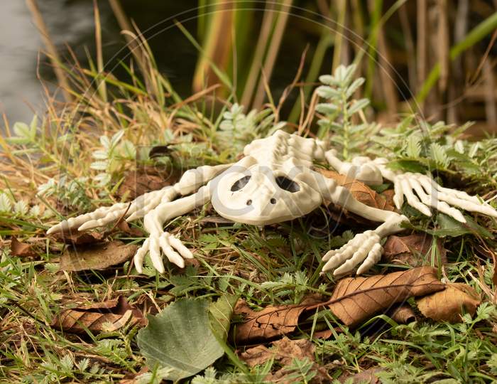 Spooky Toad Skeletion From Autumn Lake. Concept For Halloween Fun.